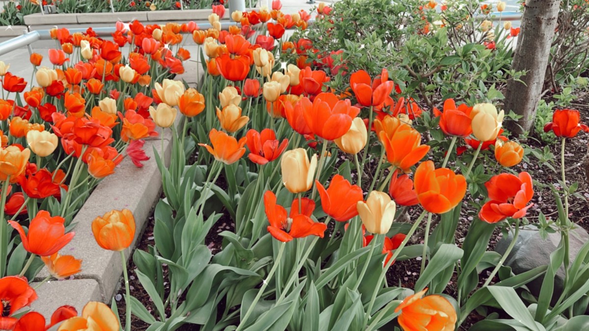 A Day Trip to Chicago – Food Alert & Places&nbsp;Visited.